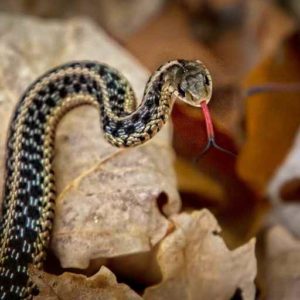 Spiritual Meaning of a Snake in a Dream: Discover Them for Real! 11 The power of snakes in a dream