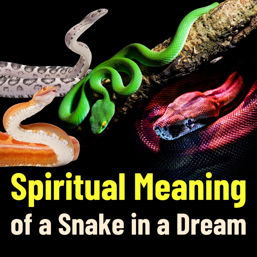 Spiritual Meaning of a Snake in a Dream Discover Them for Real!