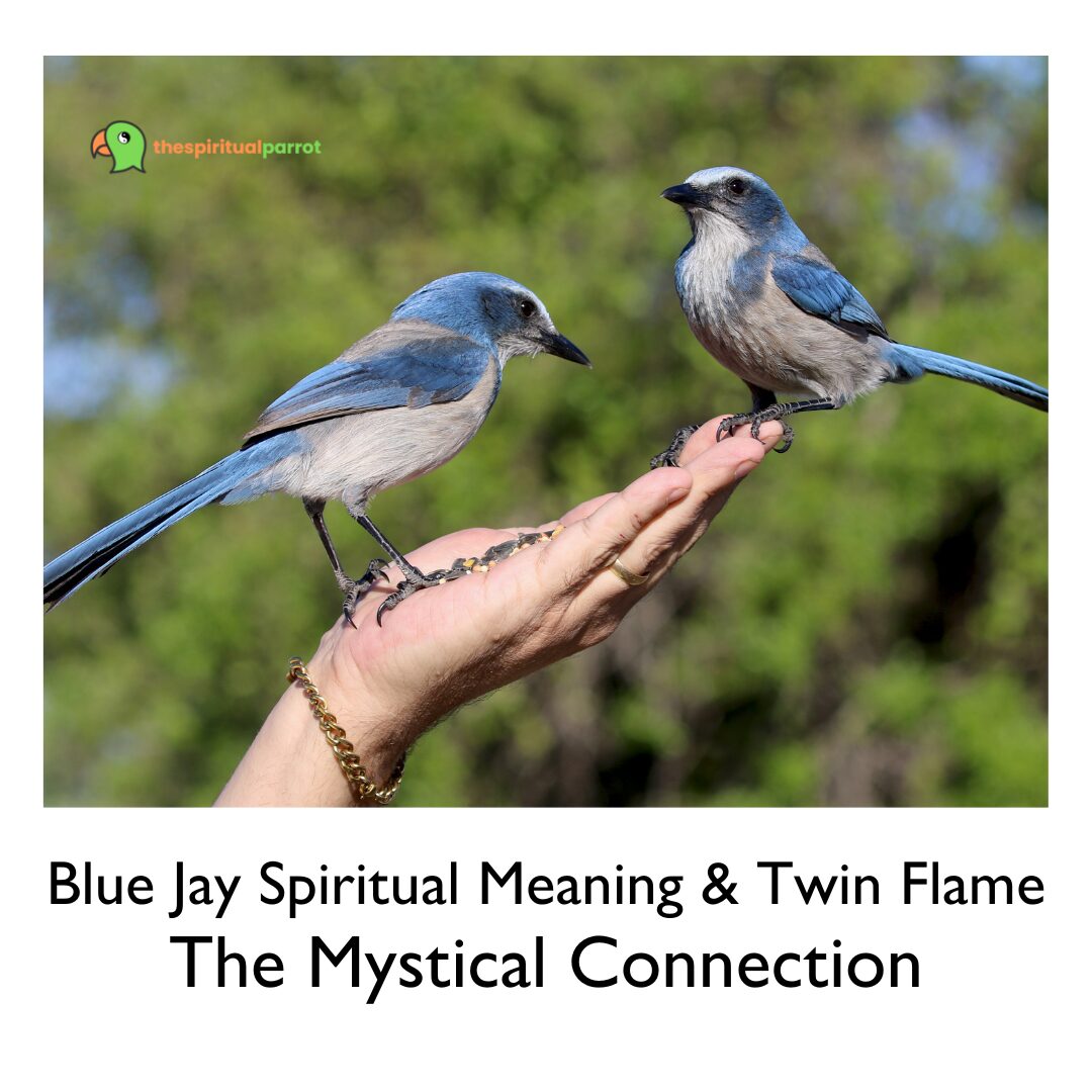 Blue Jay Spiritual Meaning & Twin Flame The Mystical Connection