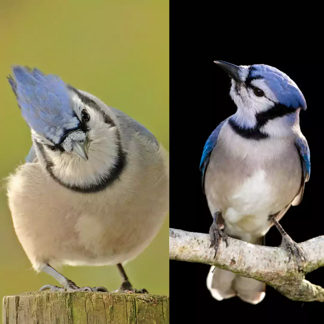 Blue Jay Spiritual Meaning Twin Flame: The Mystical Connection