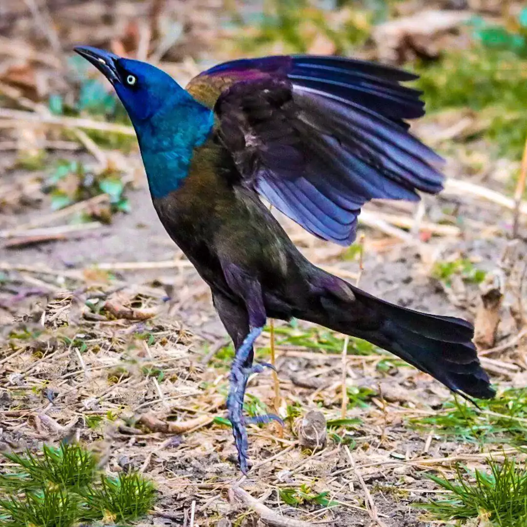 Grackle Spiritual Meaning: Symbolism and Significance