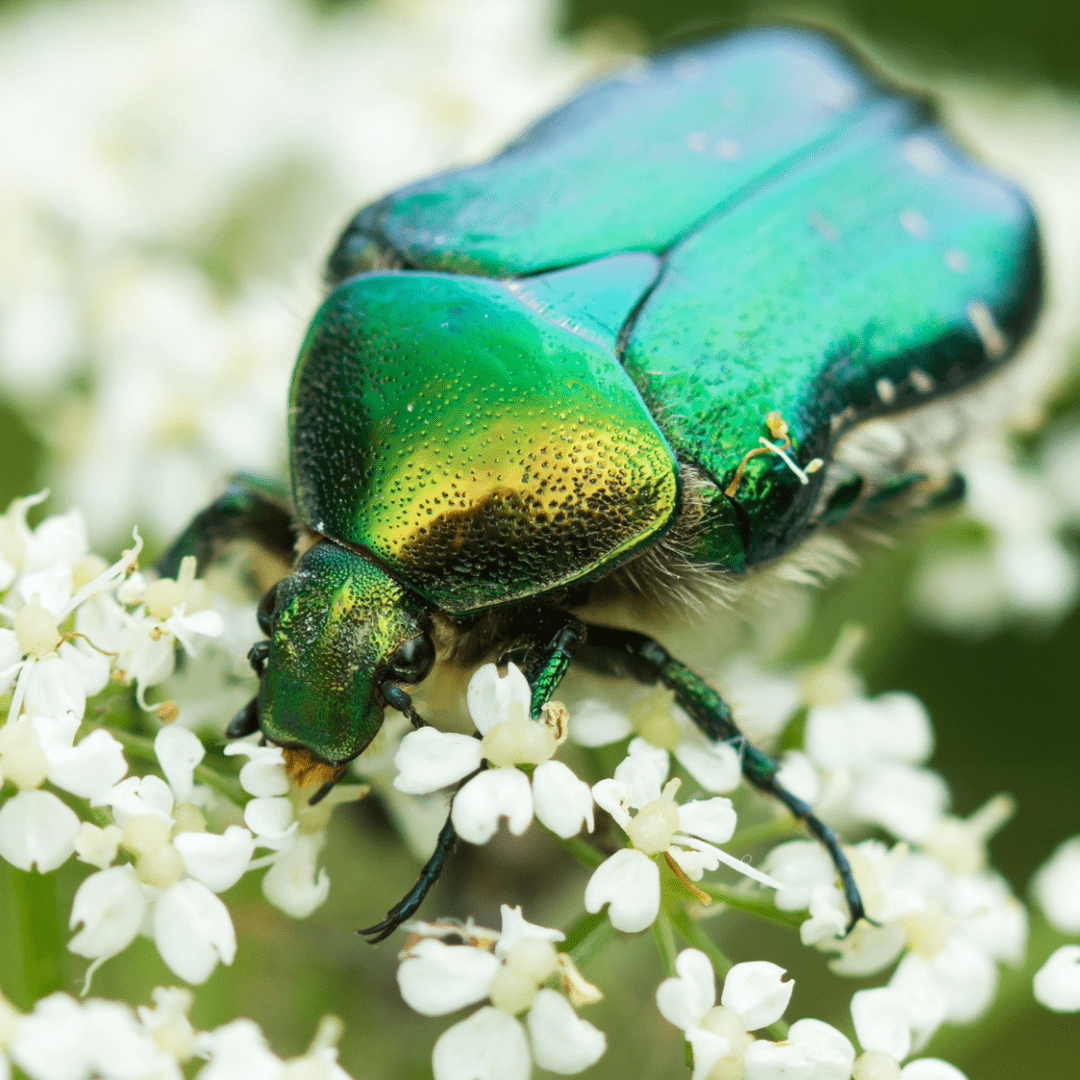 June Bug Spiritual Meaning