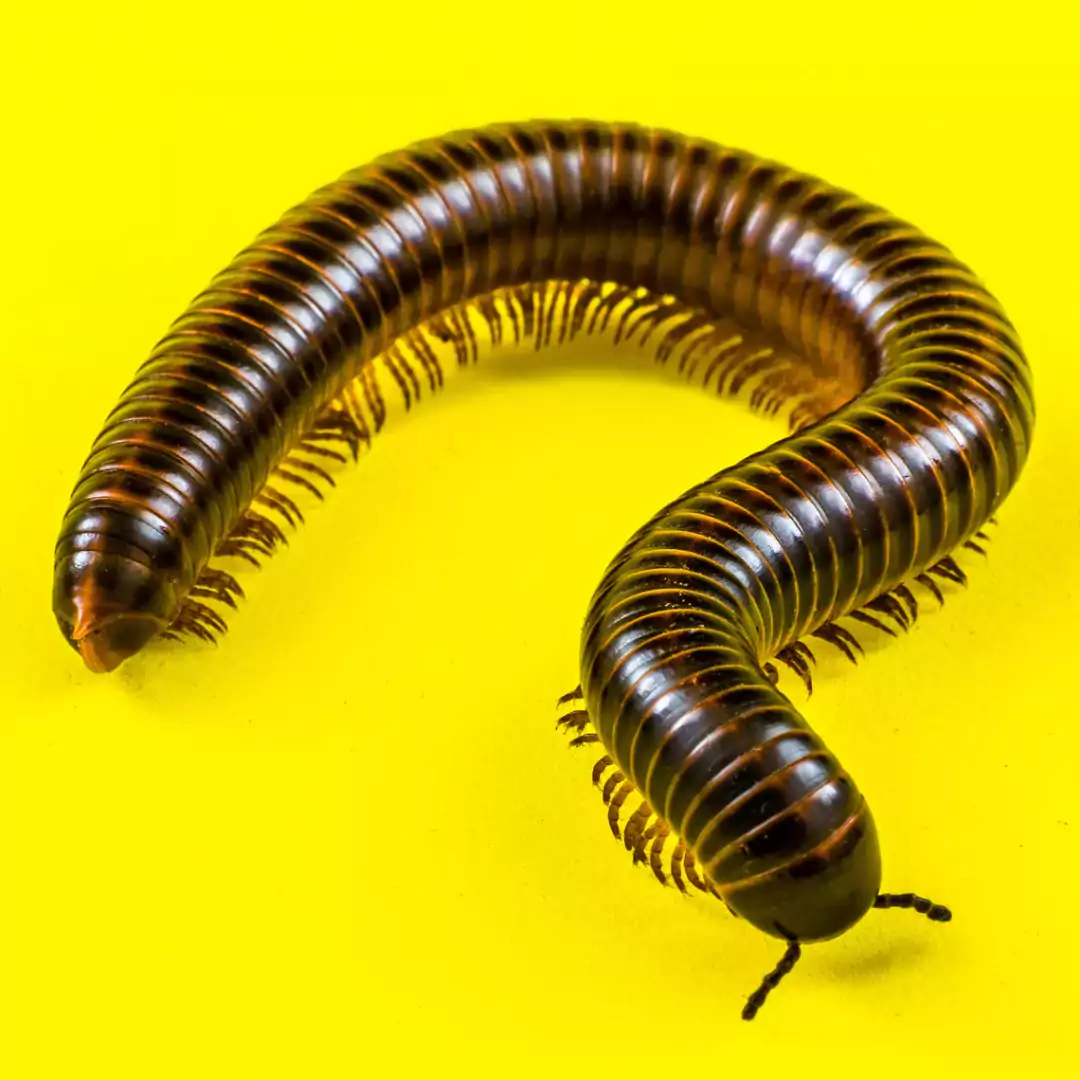 Millipede Spiritual Meaning: Symbolism and Significance