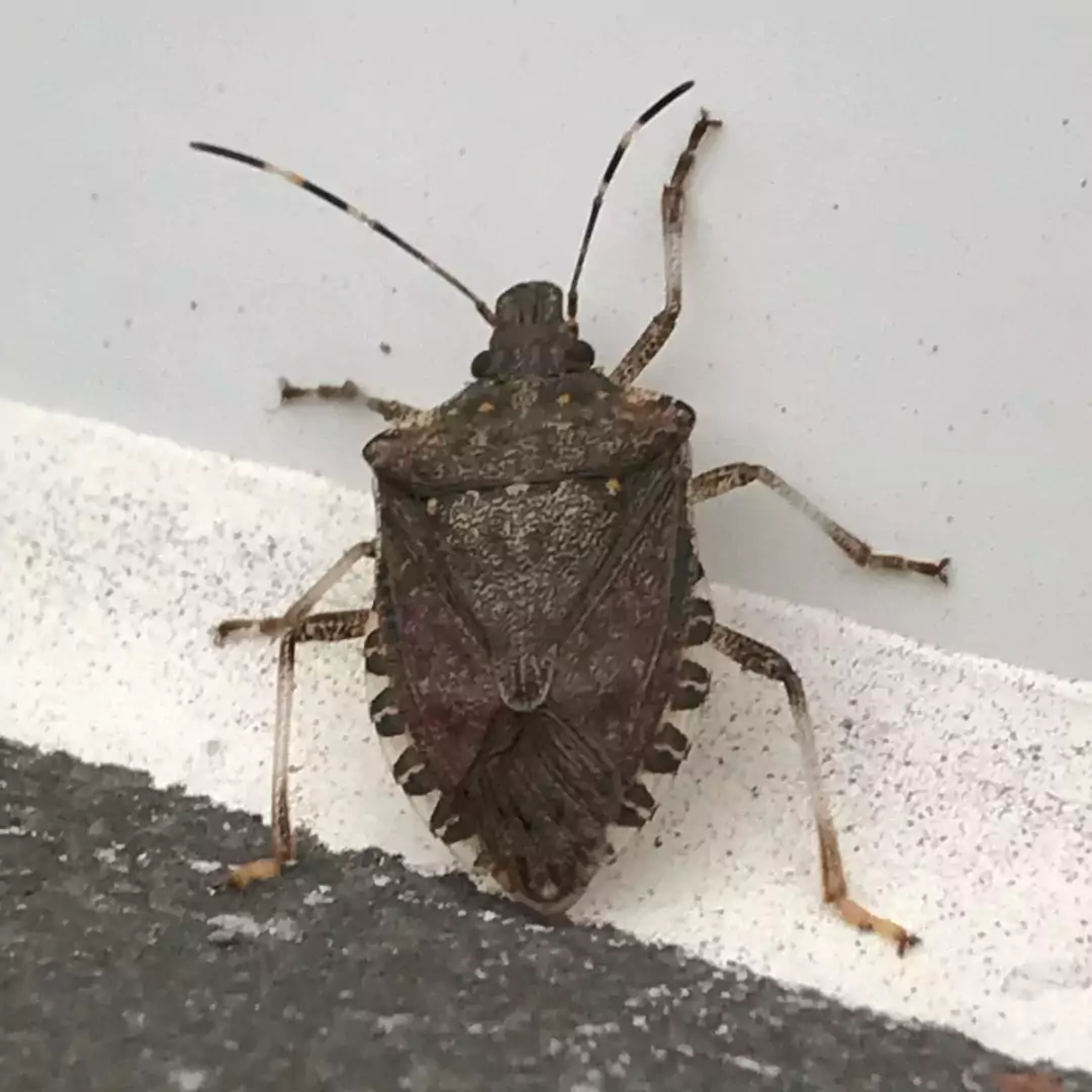 Stink Bug Spiritual Meaning- Symbolic Significance of Stink Bugs