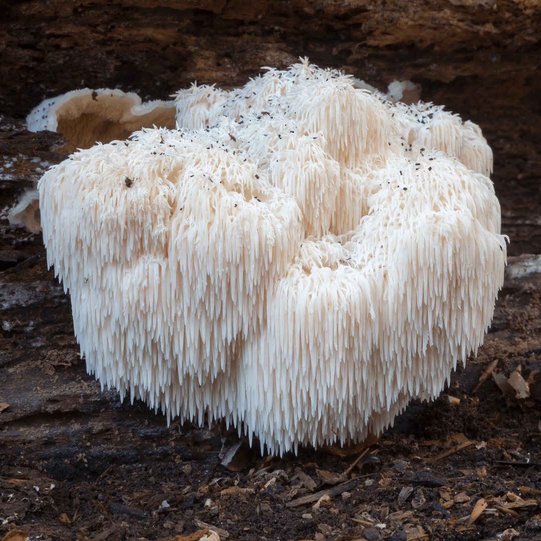 lion's mane spiritual benefits