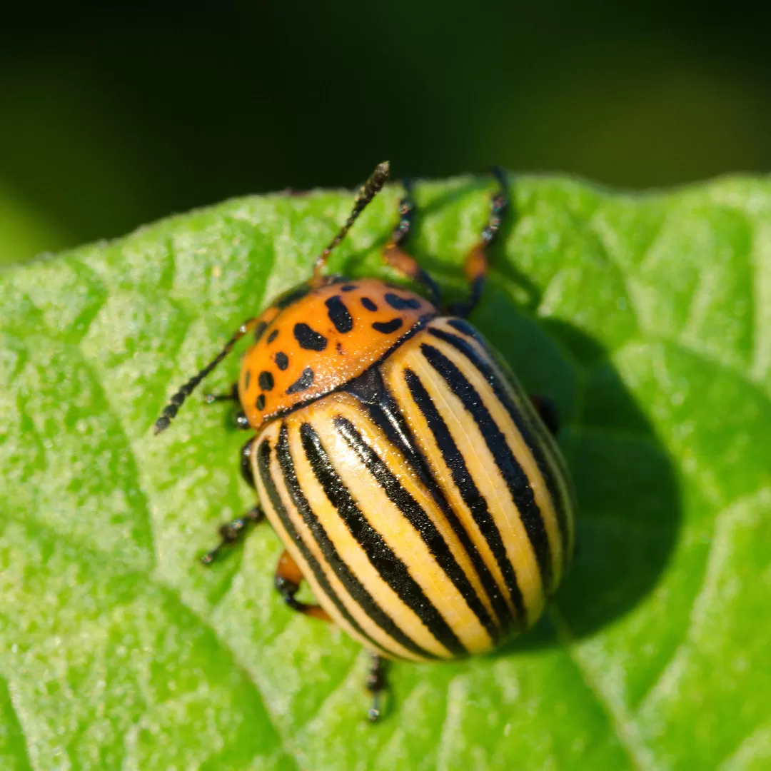 Beetle Spiritual Meaning: Unveiling Its Symbolism and Wisdom