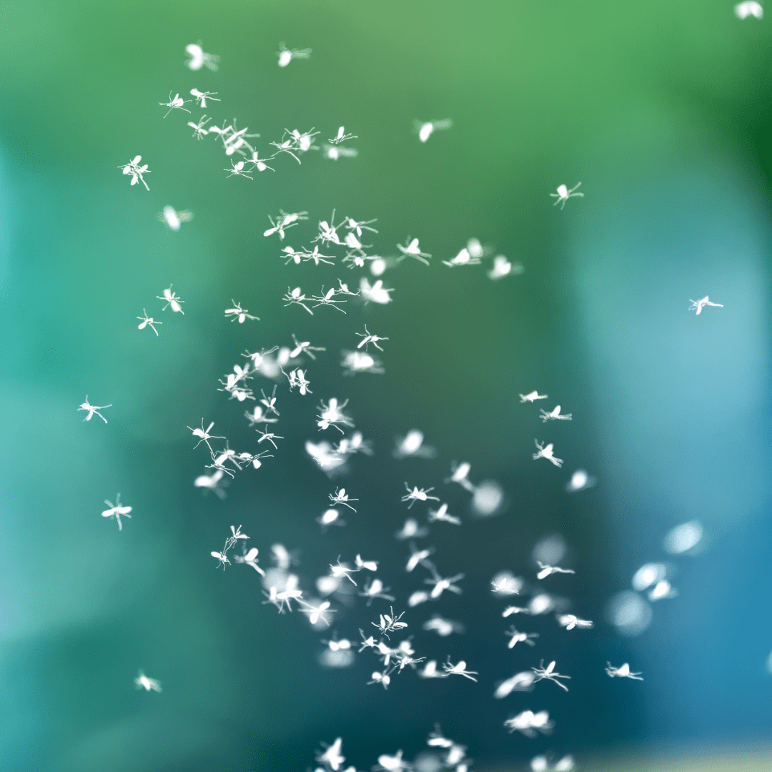 The Spiritual Meaning of Gnats: Nature’s Tiny Messengers