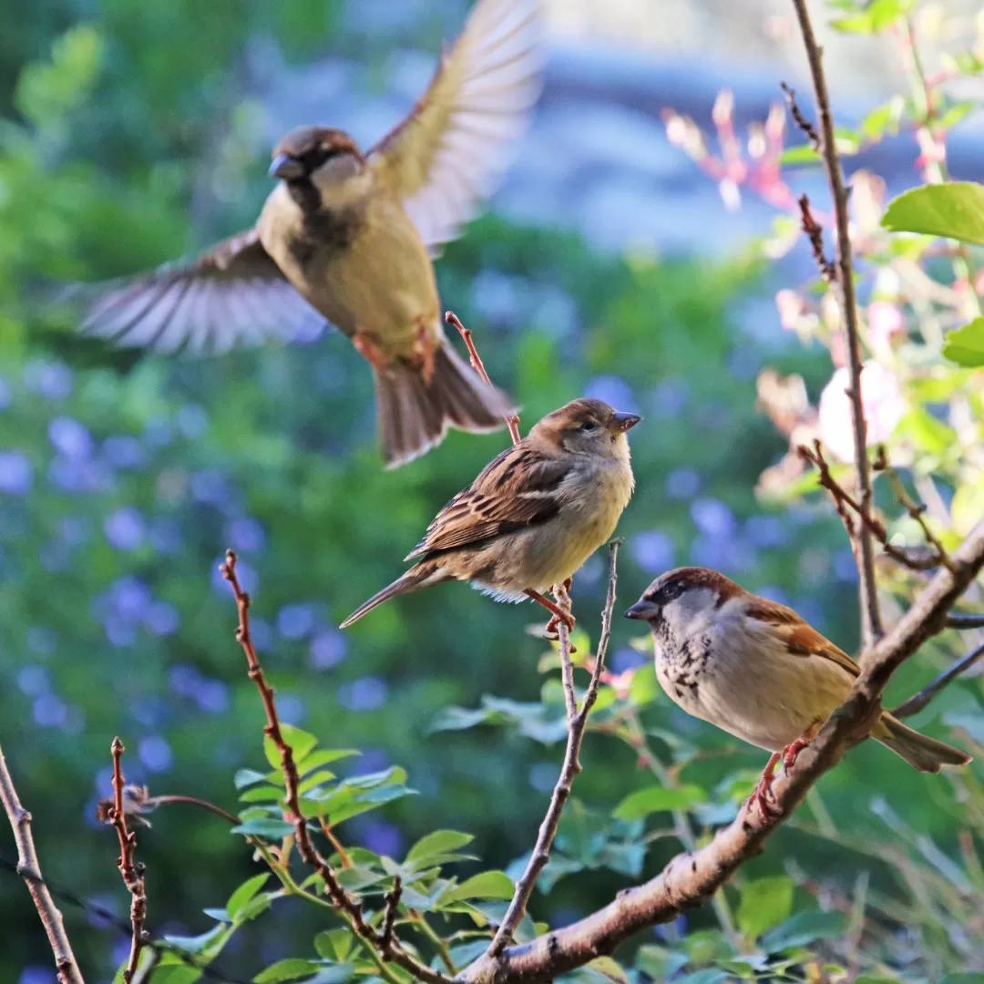 spiritual meaning of sparrows