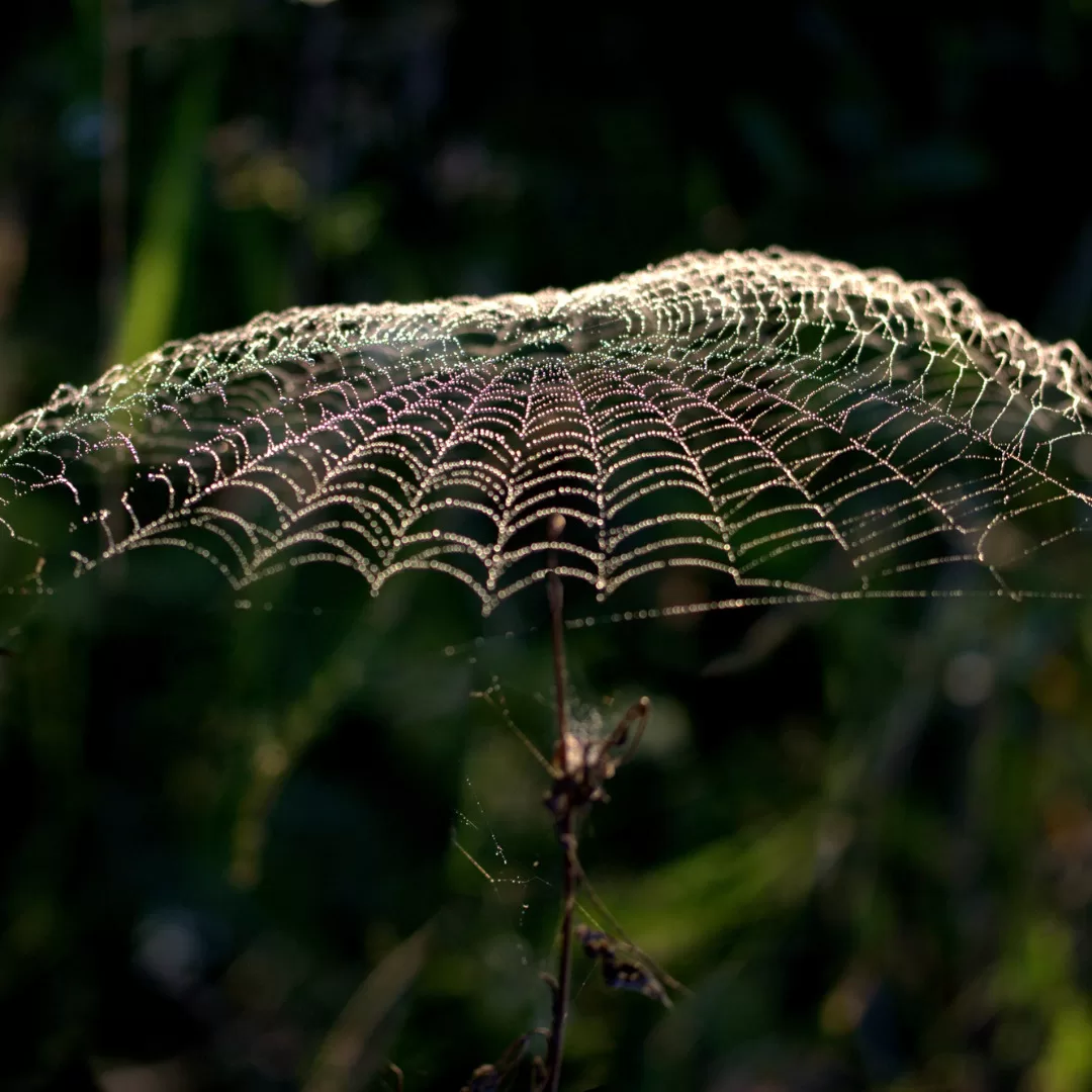 Spider Web Spiritual Meaning: The Mystical Threads of Life