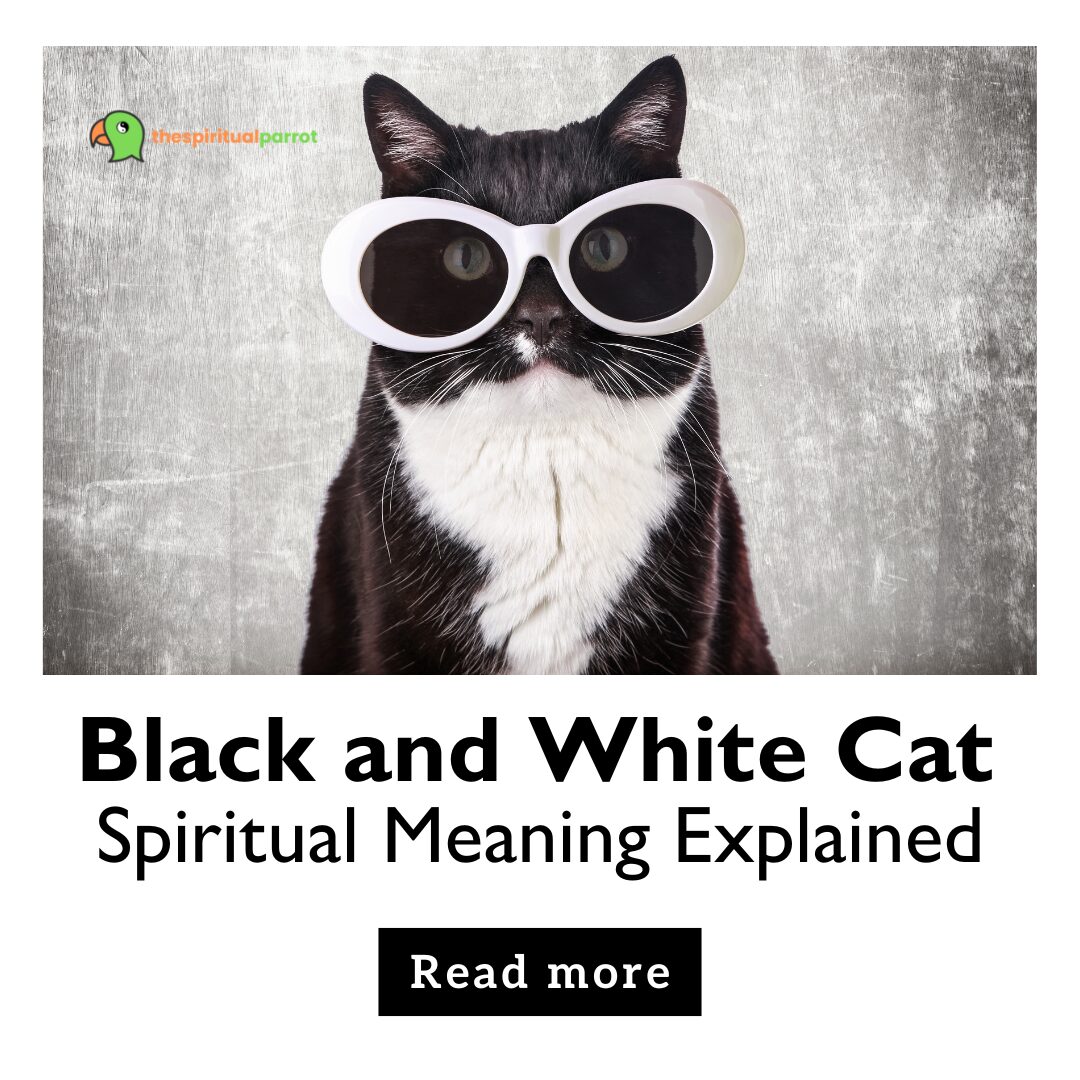 Black and White Cat Spiritual Meaning Explained 17 Black and White Cat Spiritual Meaning Explained