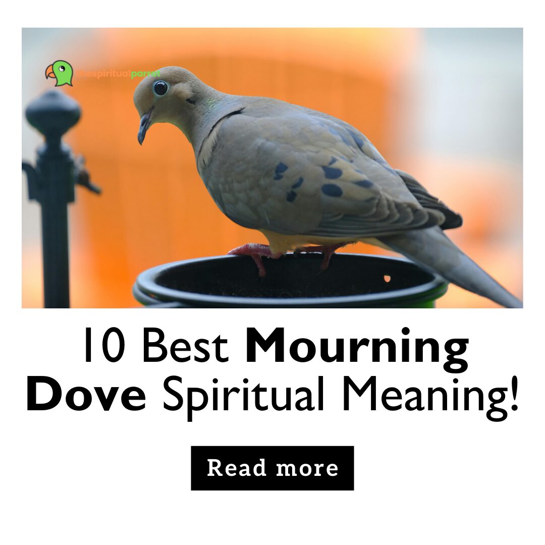 10 Best Mourning Dove Spiritual Meaning! 14 10 Best Mourning Dove Spiritual Meaning!