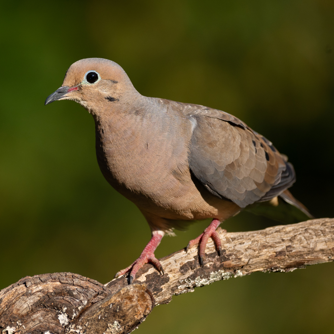 10 Best Mourning Dove Spiritual Meaning!