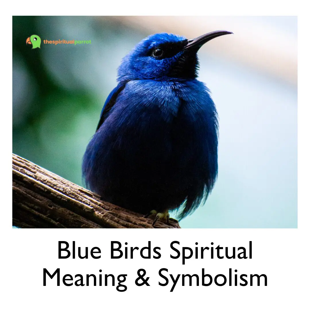 Blue Birds Spiritual Meaning & Symbolism