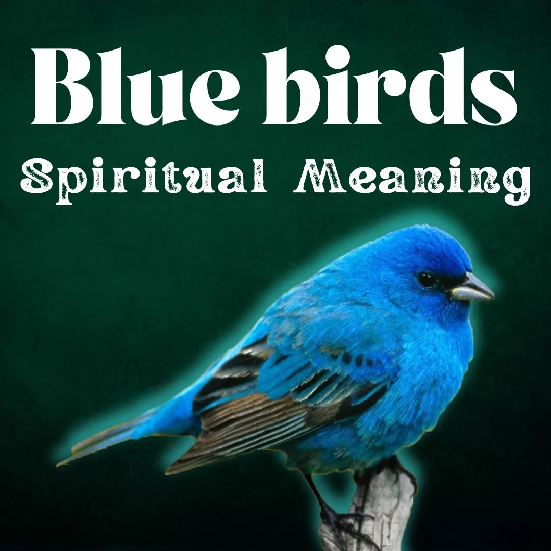 Blue birds spiritual meaning