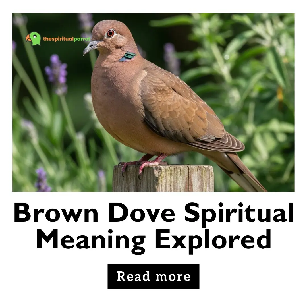 Brown Dove Spiritual Meaning Explored! 14 Brown Dove Spiritual Meaning Explored