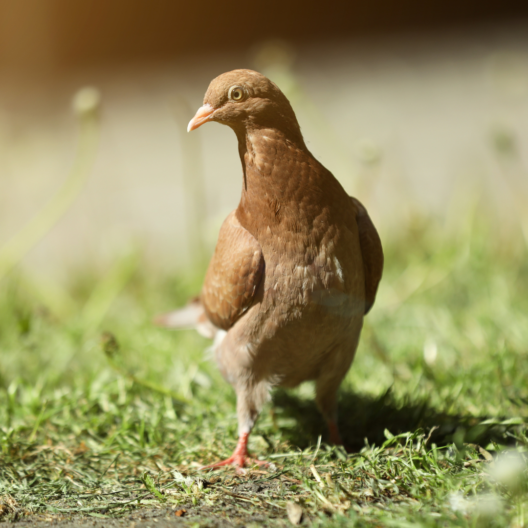 Know the Spiritual Meaning of Brown Dove!