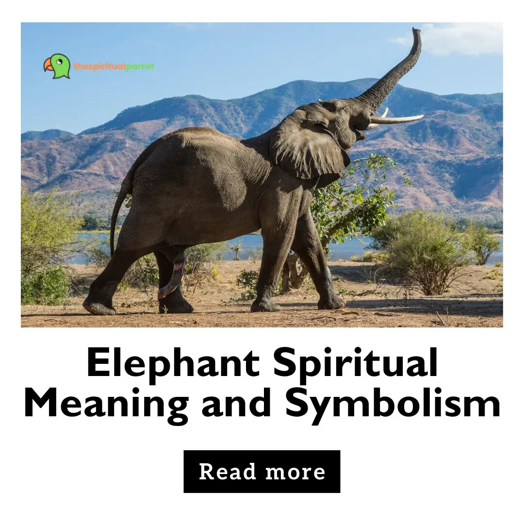 Elephant Spiritual Meaning and Symbolism 10 Elephant Spiritual Meaning and Symbolism