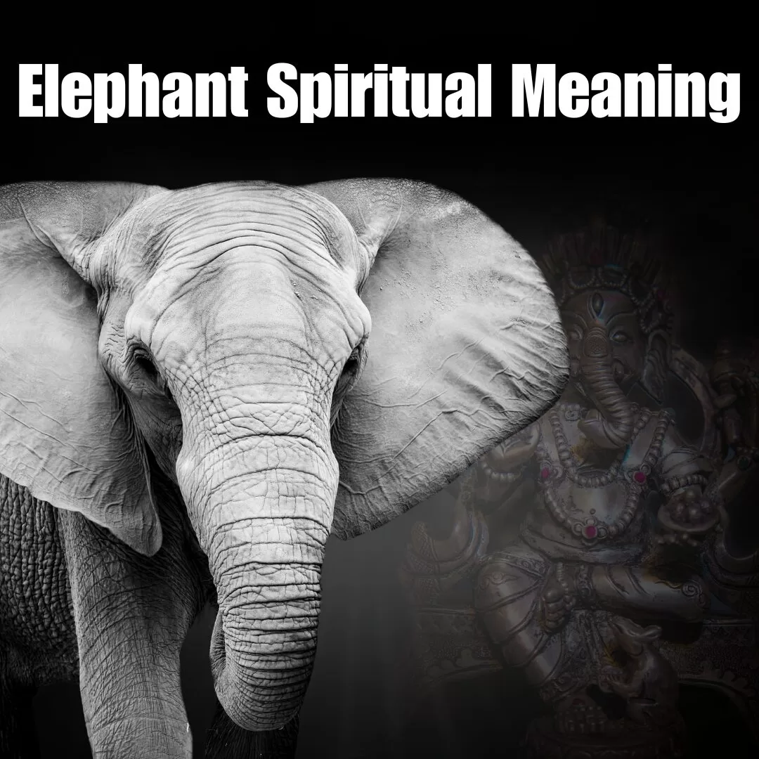 Elephant Spiritual Meaning and Symbolism