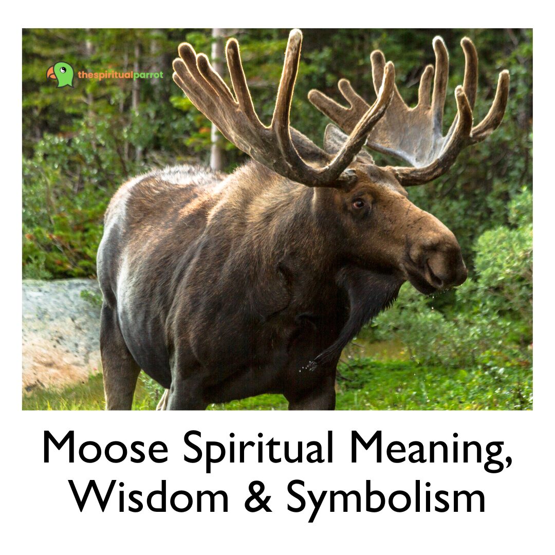 Moose Spiritual Meaning, Wisdom & Symbolism