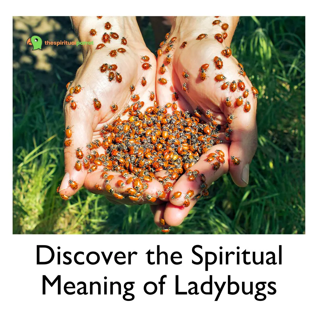 Discover the Spiritual Meaning of Ladybugs