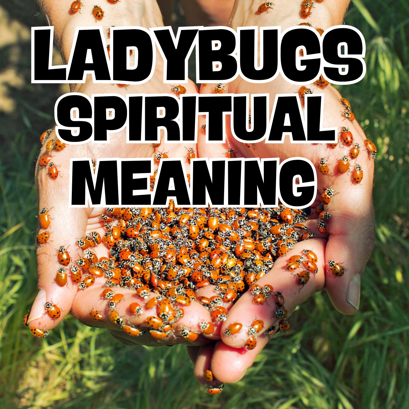 Discover the Spiritual Meaning of Ladybugs