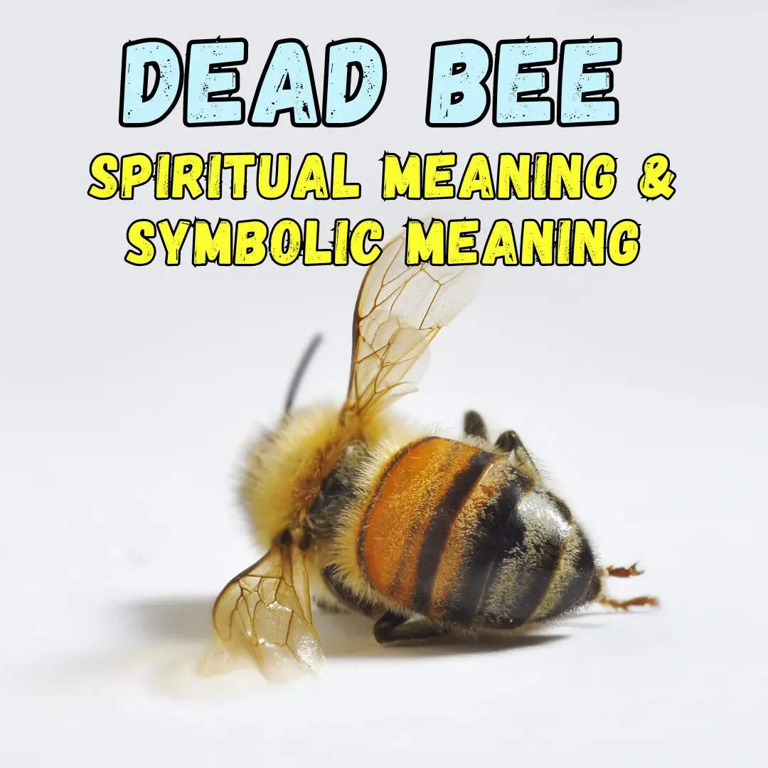 Dead Bee Spiritual Meaning & Symbolic Meaning