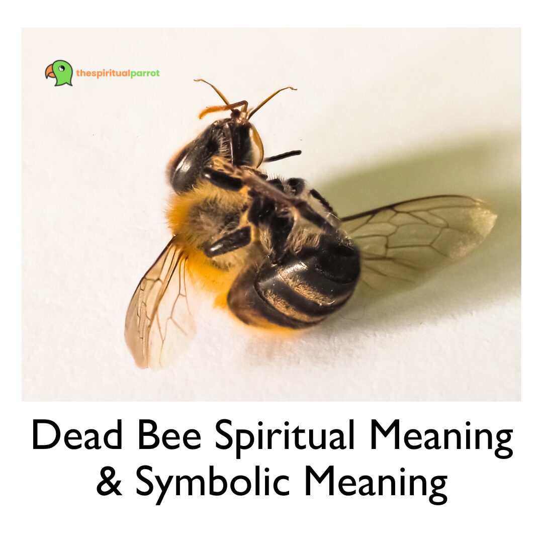 Dead Bee Spiritual Meaning & Symbolic Meaning