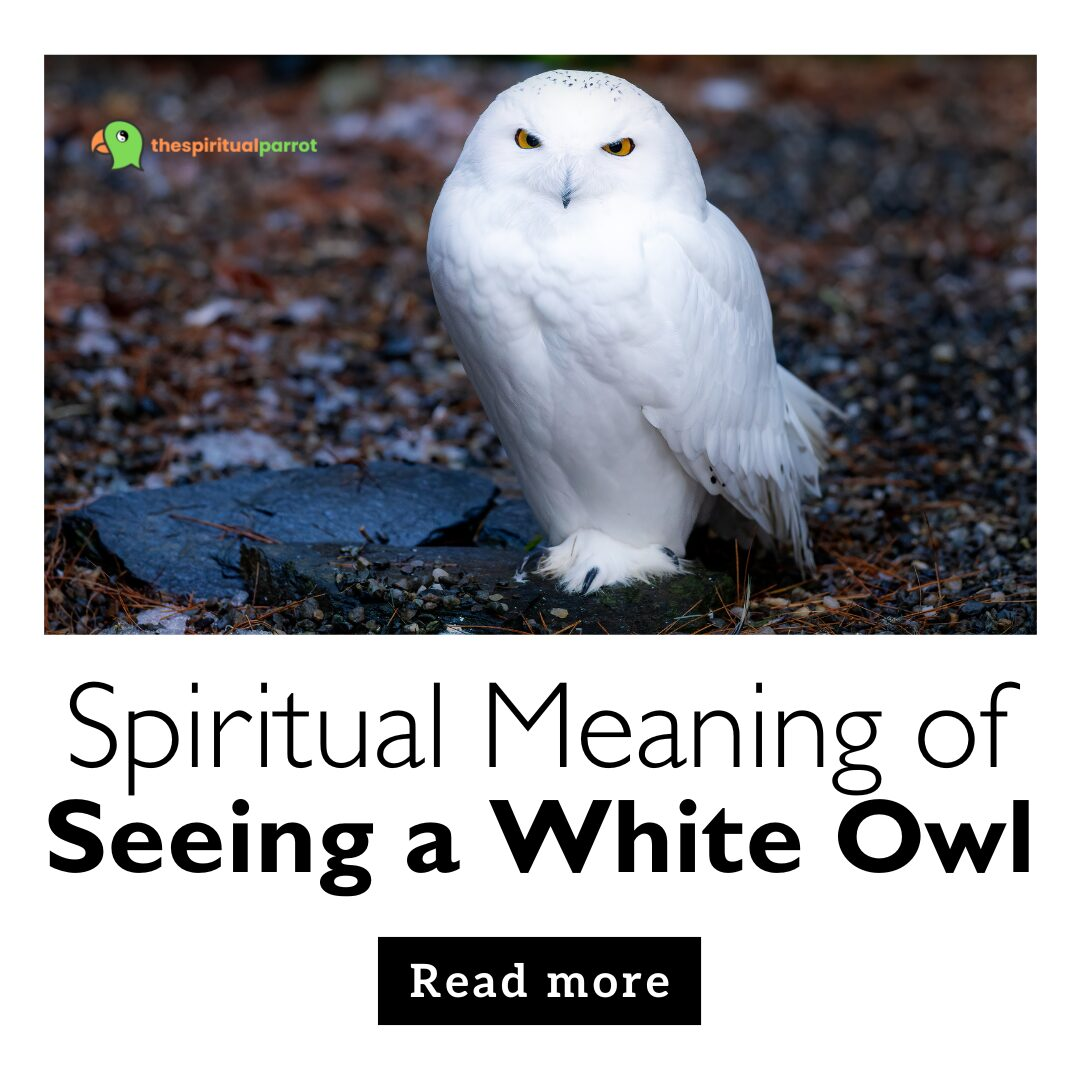 Spiritual Meaning of Seeing a White Owl 5 Spiritual Meaning of Seeing a White Owl