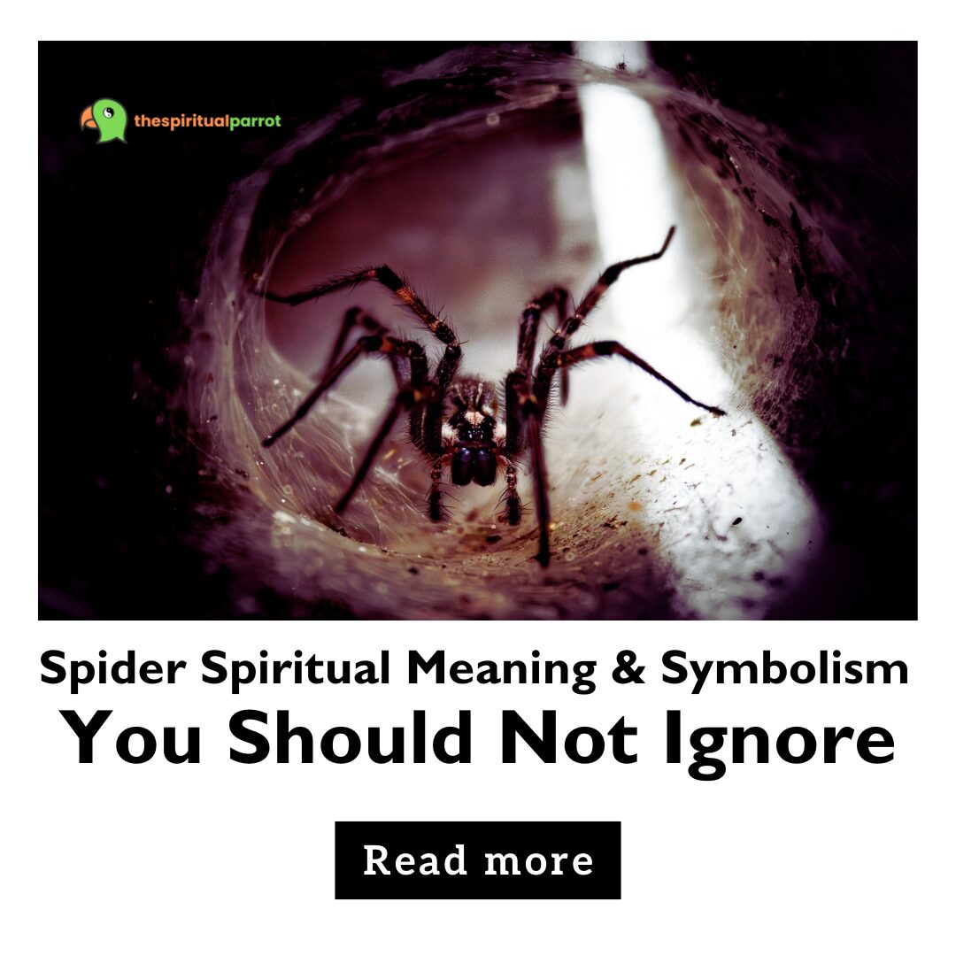 Spider Spiritual Meaning & Symbolism You Should Not Ignore